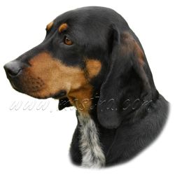 Rakouský honič, brandlbraka, brakýř, samolepka oboustranná 504