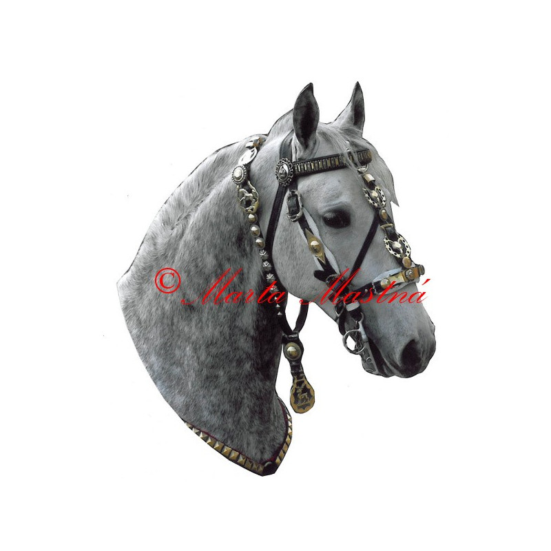 Samolepka kůň lipicán Darius