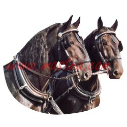 Starokladrubský kůň, vraník, spřežení, samolepka oboustranná