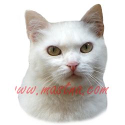 Kočka evropská černá s bílou, samolepka oboustranná