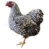 Vyandotka stříbrná černě lemovaná, samolepka drůbež, slepice wyandot