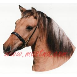 Islandský kůň plavák, samolepka oboustranná