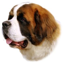 Samolepka bernardýn 145