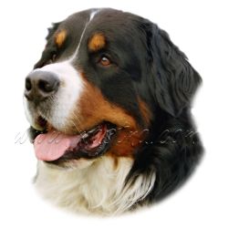 Samolepka bernský salašnický pes 149