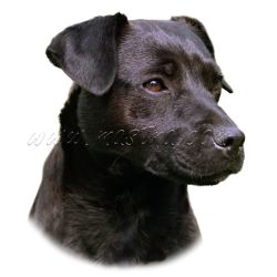 Patterdal teriér, samolepka oboustranná 163