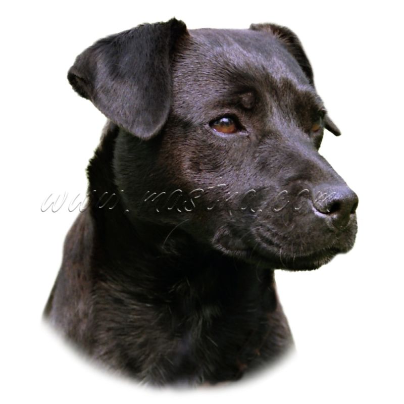 Patterdal teriér, samolepka oboustranná 163