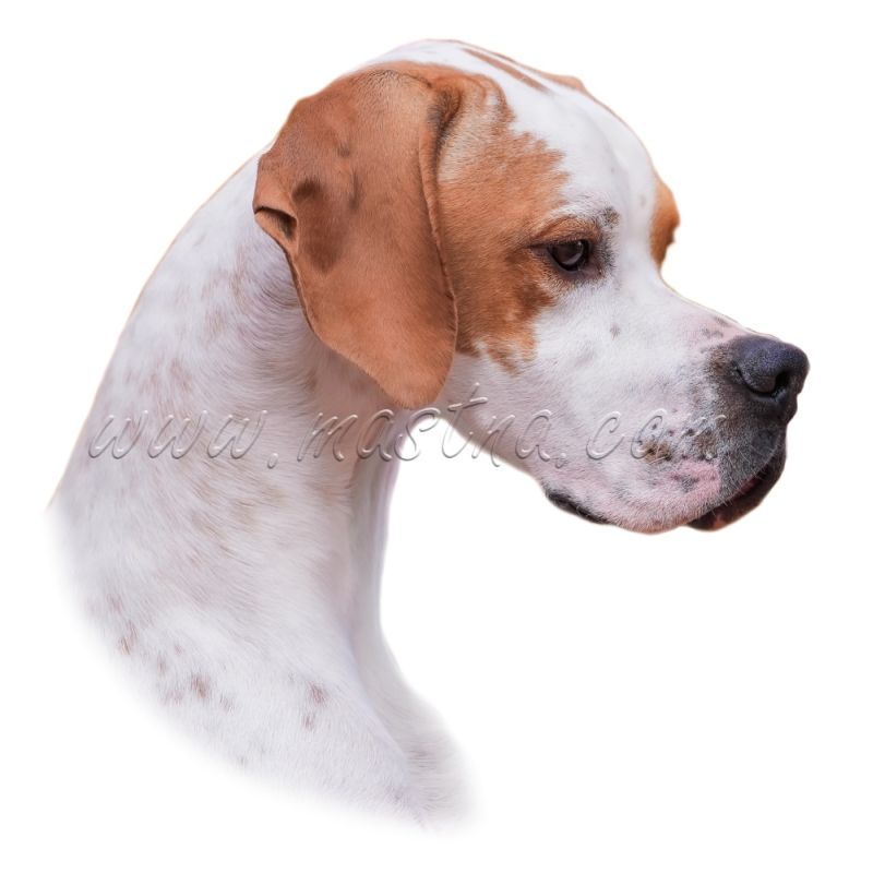 Pointer, pointr, samolepka oboustranná 561