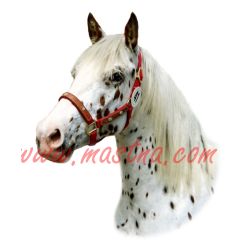 Samolepka appaloosa, kůň, koně 170