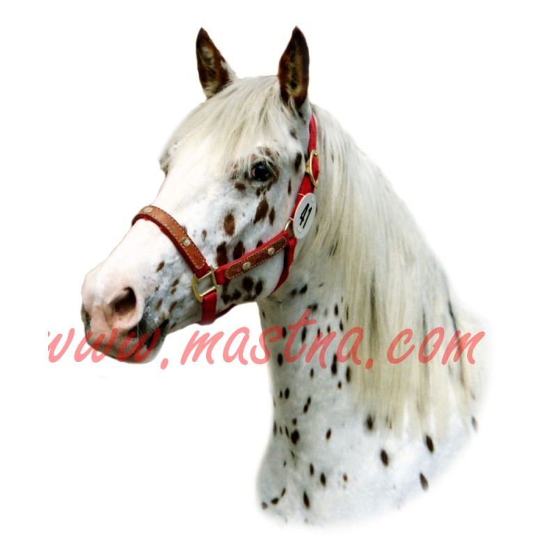 Samolepka appaloosa, kůň, koně 170
