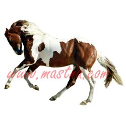 Samolepka paint horse, western, kůň, koně 271
