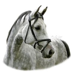 Samolepka kůň arabský, samolepky koně 64