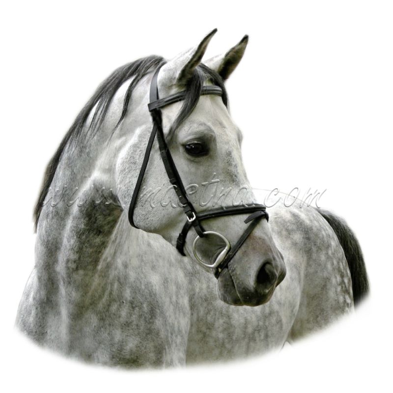 Samolepka kůň arabský, samolepky koně 64