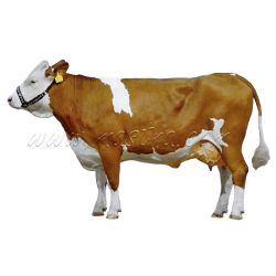 Samolepka skot český strakatý, kráva česká strakatá, postava