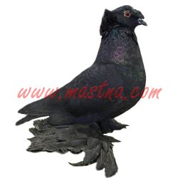 Český bublák černý, samolepka holub oboustranná