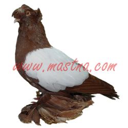 Český bublák červený běloštítný, samolepka holub oboustranná