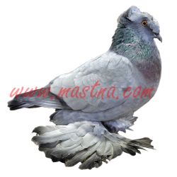 Český bublák modrý bezpruhý 2, samolepka holub oboustranná