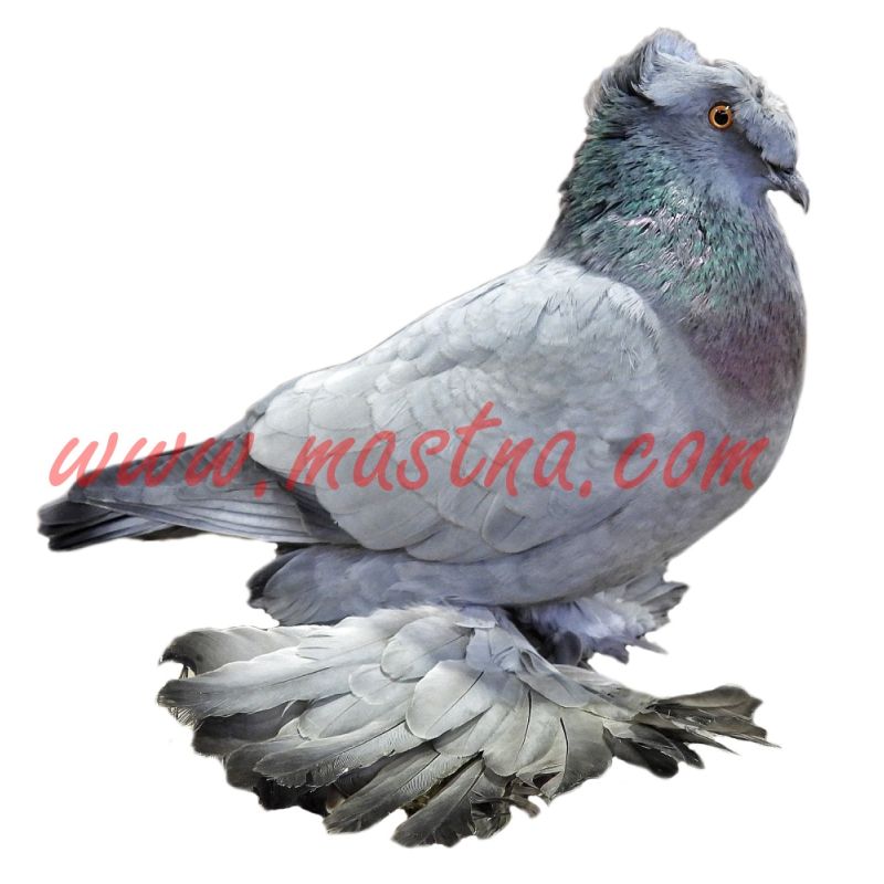 Český bublák modrý bezpruhý 2, samolepka holub oboustranná