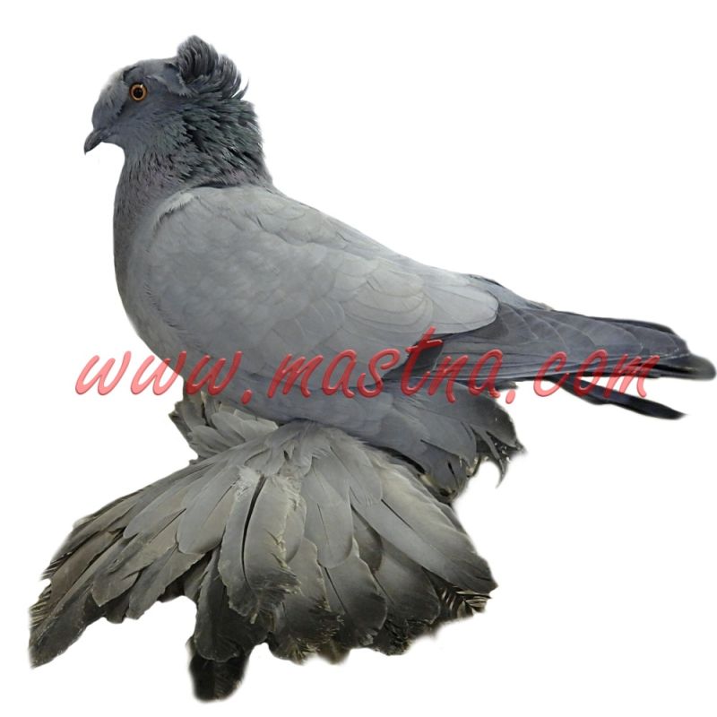 Český bublák stříbřitý, samolepka holub oboustranná