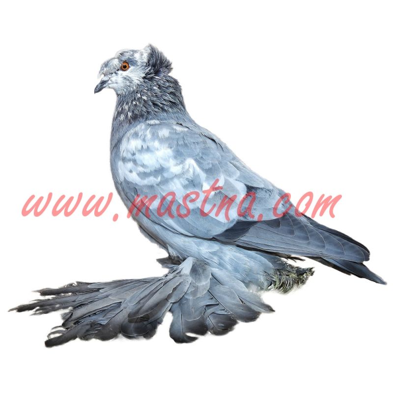 Český bublák modrý tygr, samolepka holub oboustranná