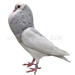 Český stavák stříbrný sedlatý, samolepka holub oboustranná