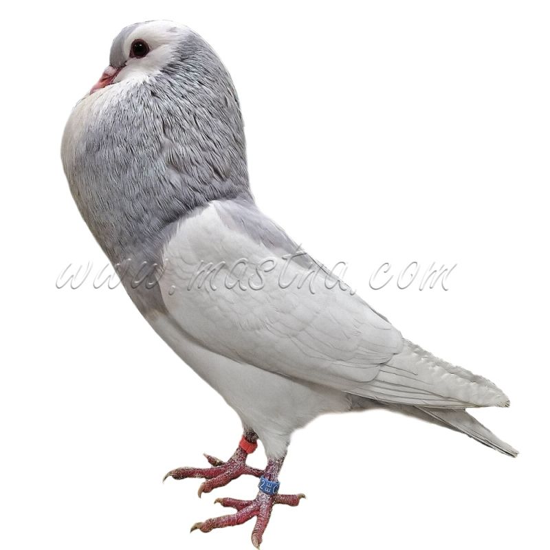 Český stavák stříbrný sedlatý, samolepka holub oboustranná