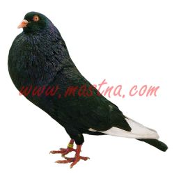 Český stavák černý bělohrotý, samolepka holub oboustranná