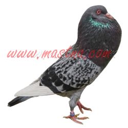 Český stavák modrý kapratý bělohrotý, samolepka holub oboustranná