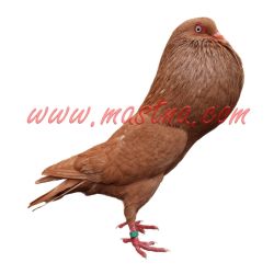 Český stavák červený přímý, samolepka holub oboustranná