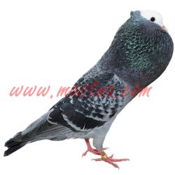 Moravský bělohlávek, samolepka holub oboustranná