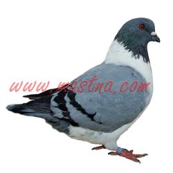 Moravský pštros modrý černopruhý