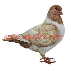 Moravský pštros žlutý kapratý, samolepka holub oboustranná