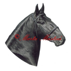 Samolepka kůň starokladrubský vraník