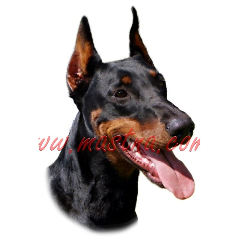 Samolepka dobrman 61