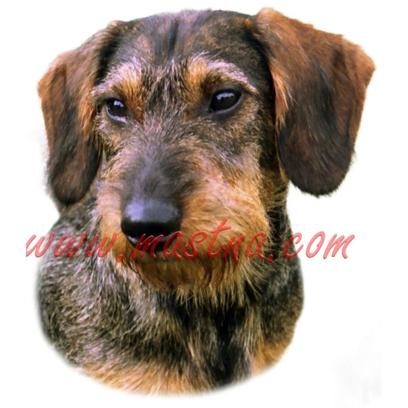 Samolepka jezevčík drsnosrstý 235