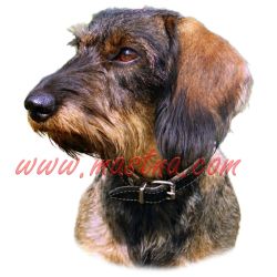 Samolepka jezevčík drsnosrstý 237