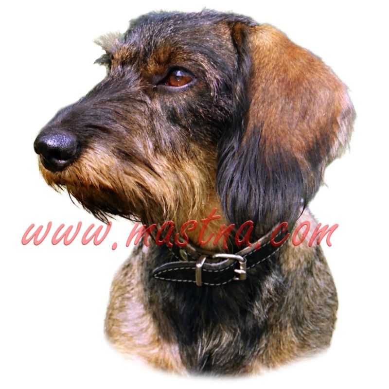 Samolepka jezevčík drsnosrstý 237