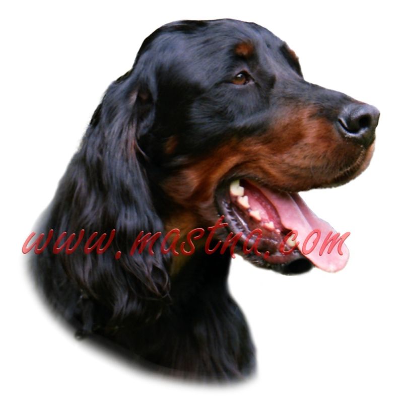 Samolepka gordonsetr 300