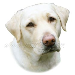 Samolepka labrador retrívr 338
