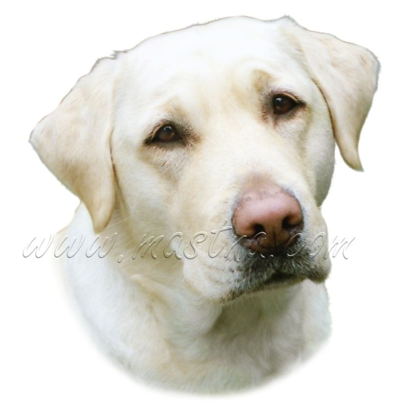 Samolepka labrador retrívr 338
