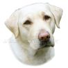 Samolepka labrador retrívr 338