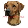 Samolepka ridžbek, rhodesian ridgeback 289