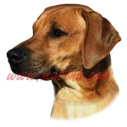 Samolepka ridžbek, rhodesian ridgeback 290