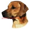 Samolepka ridžbek, rhodesian ridgeback 290