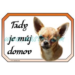 Cedulka čivava, chihuahua krátkosrstá zlatá 2