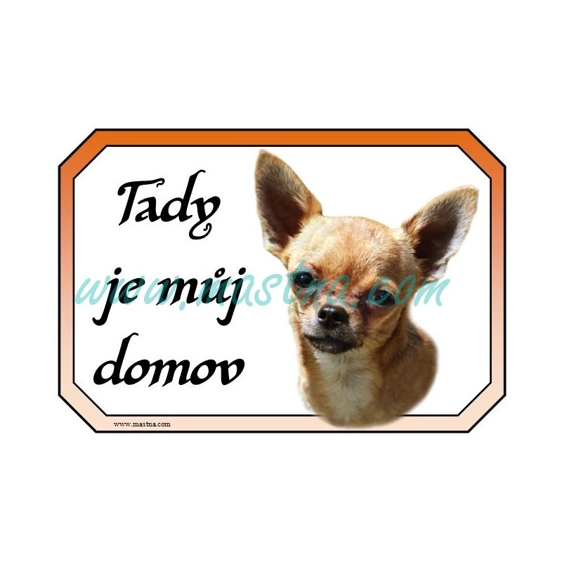 Cedulka čivava, chihuahua krátkosrstá zlatá 2