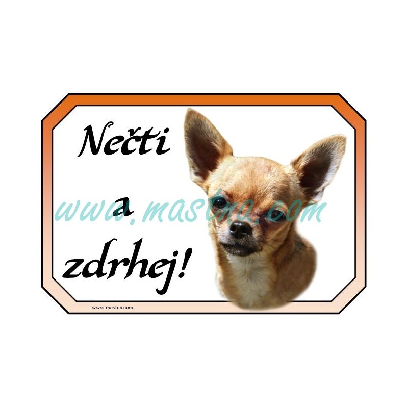 Cedulka čivava, chihuahua krátkosrstá zlatá
