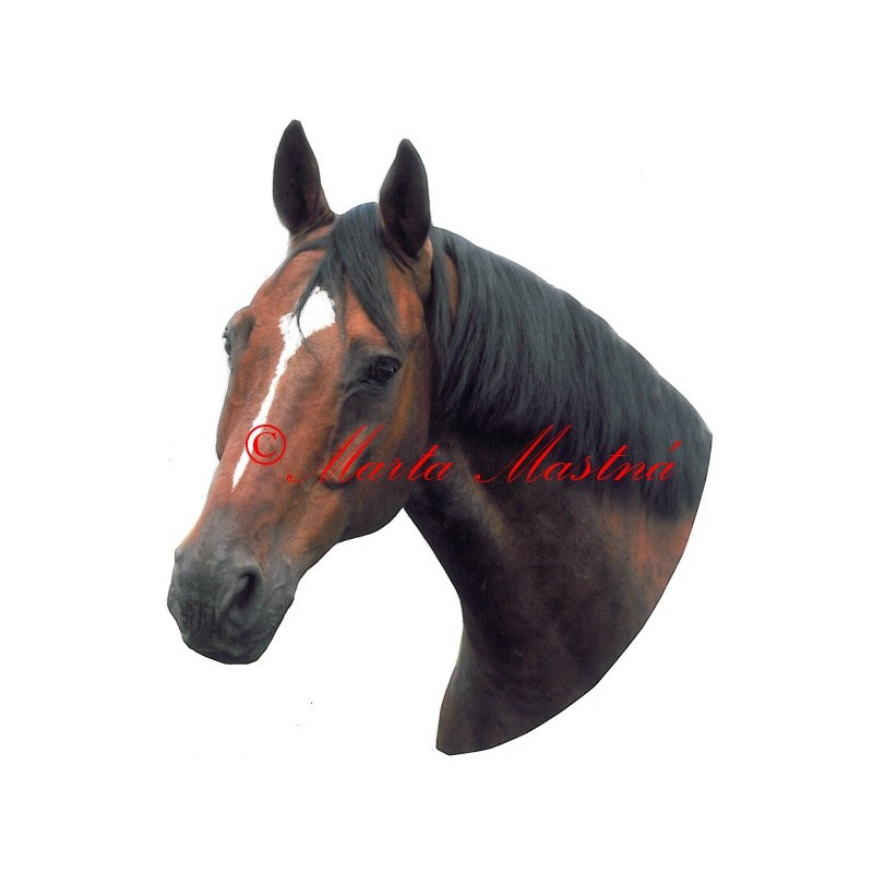 Samolepka kůň teplokrevník