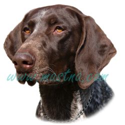 Samolepka německý krátkosrstý ohař 318