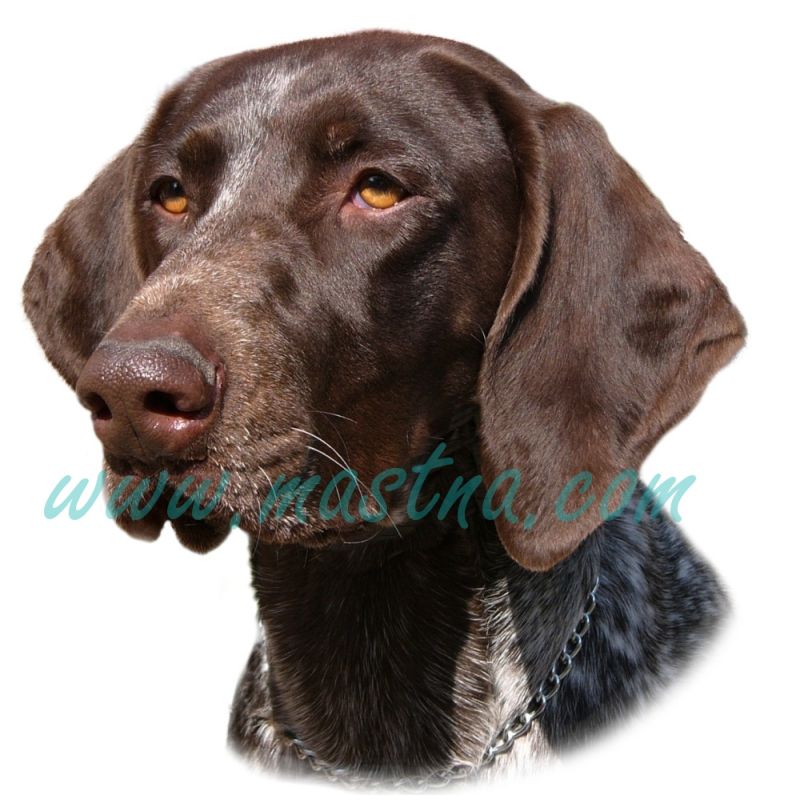 Samolepka německý krátkosrstý ohař 318