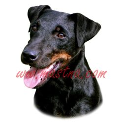 Samolepka jagdteriér 196